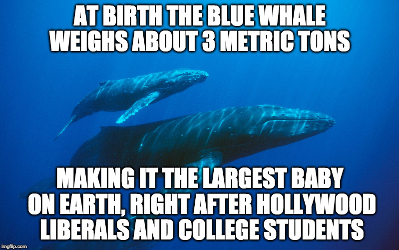 Made a couple fact corrections from the elephants are the biggest babies on earth meme from the other day. | AT BIRTH THE BLUE WHALE WEIGHS ABOUT 3 METRIC TONS; MAKING IT THE LARGEST BABY ON EARTH, RIGHT AFTER HOLLYWOOD LIBERALS AND COLLEGE STUDENTS | image tagged in baby blue whale,vegan,bacon,hollywood,college liberal,liberal | made w/ Imgflip meme maker
