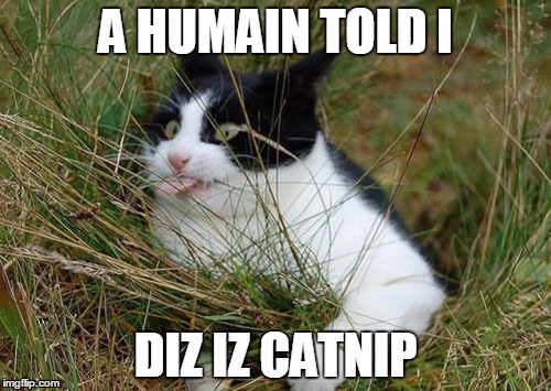 Addicted to catnip  | A HUMAIN TOLD I; DIZ IZ CATNIP | image tagged in funny cats,cats | made w/ Imgflip meme maker