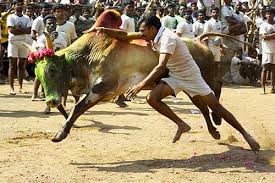 High Quality Jallikattu Blank Meme Template