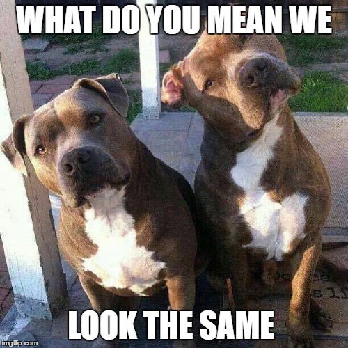 Pit bulls | WHAT DO YOU MEAN WE; LOOK THE SAME | image tagged in pit bulls | made w/ Imgflip meme maker