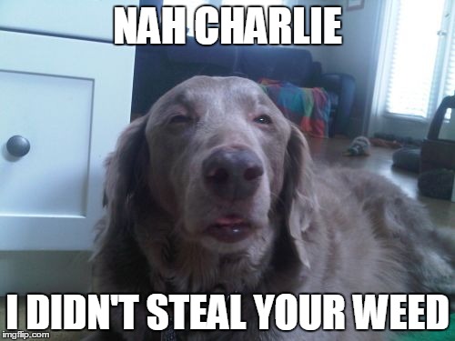 High Dog Meme | NAH CHARLIE; I DIDN'T STEAL YOUR WEED | image tagged in memes,high dog | made w/ Imgflip meme maker