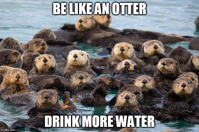 Otters | BE LIKE AN OTTER; DRINK MORE WATER | image tagged in otters | made w/ Imgflip meme maker