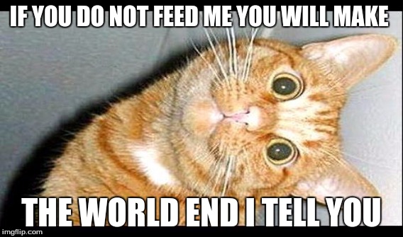 IF YOU DO NOT FEED ME YOU WILL MAKE; THE WORLD END I TELL YOU | image tagged in funny cat memes | made w/ Imgflip meme maker