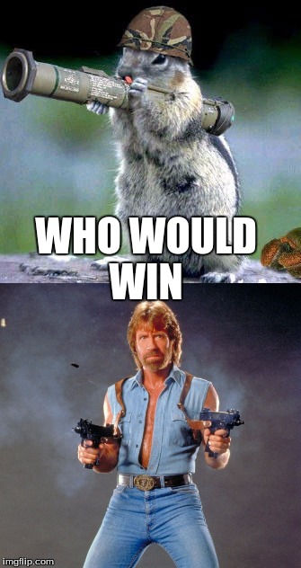 who would win  | WHO WOULD WIN | image tagged in chuck norris,meme,bazooka squirrel,funny | made w/ Imgflip meme maker