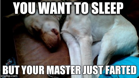 YOU WANT TO SLEEP; BUT YOUR MASTER JUST FARTED | image tagged in puppy,funny,lol | made w/ Imgflip meme maker