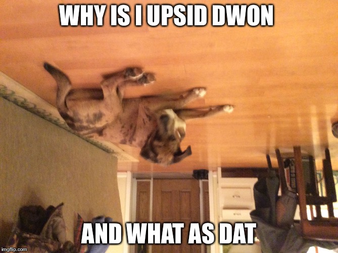 WHY IS I UPSID DWON; AND WHAT AS DAT | image tagged in wat as dat | made w/ Imgflip meme maker