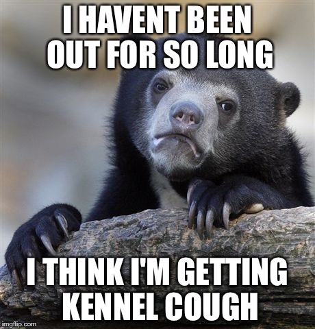 Confession Bear Meme | I HAVENT BEEN OUT FOR SO LONG; I THINK I'M GETTING KENNEL COUGH | image tagged in memes,confession bear | made w/ Imgflip meme maker
