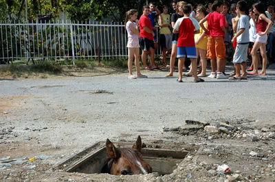 High Quality sewer horse Blank Meme Template