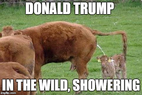 Donald Trump Showering in the Wild | DONALD TRUMP; IN THE WILD, SHOWERING | image tagged in trump,shower,golden,showers,water sports,memes | made w/ Imgflip meme maker