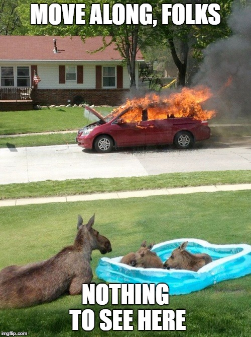 Move Along | MOVE ALONG, FOLKS; NOTHING TO SEE HERE | image tagged in move along folks,nothing to see here,weird,moose | made w/ Imgflip meme maker
