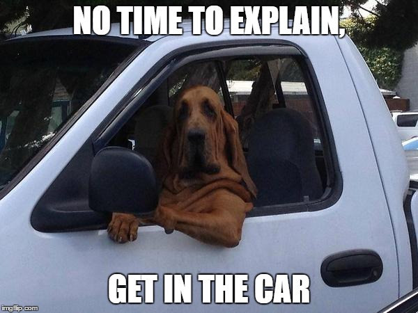 Dog in Truck | NO TIME TO EXPLAIN, GET IN THE CAR | image tagged in dog in truck,no time to explain,weird | made w/ Imgflip meme maker