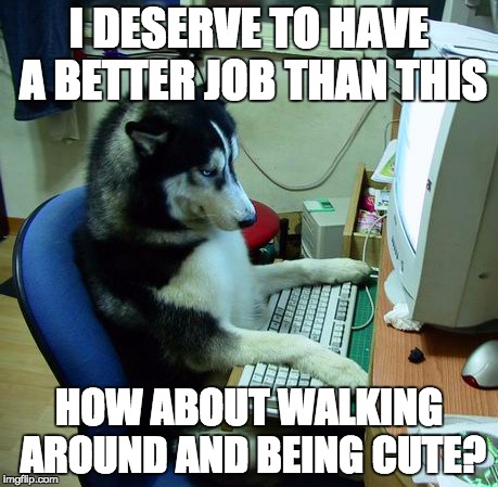 I Have No Idea What I Am Doing | I DESERVE TO HAVE A BETTER JOB THAN THIS; HOW ABOUT WALKING AROUND AND BEING CUTE? | image tagged in memes,i have no idea what i am doing | made w/ Imgflip meme maker