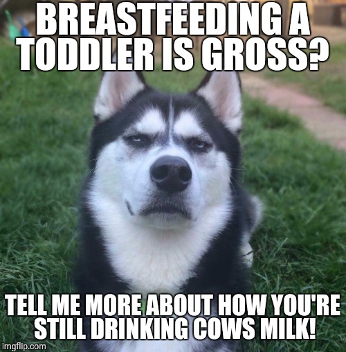 BREASTFEEDING A TODDLER IS GROSS? TELL ME MORE ABOUT HOW YOU'RE STILL DRINKING COWS MILK! | image tagged in vegan,veganism | made w/ Imgflip meme maker