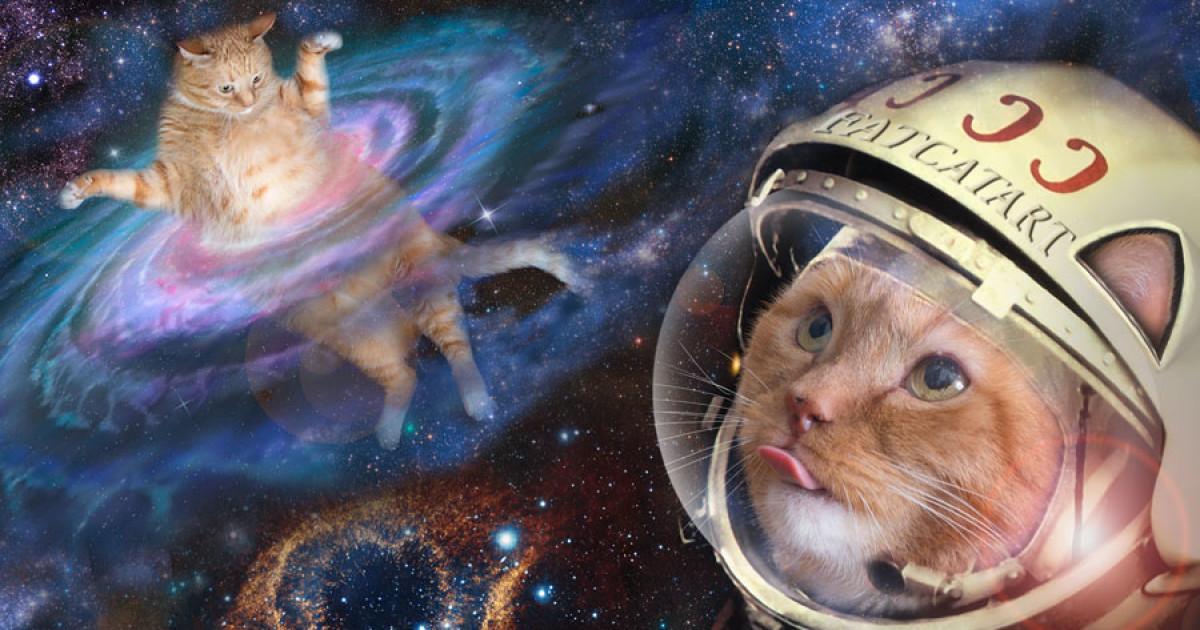 Space Cats Blank Meme Template