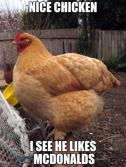 Fat fowl | NICE CHICKEN; I SEE HE LIKES MCDONALDS | image tagged in fat fowl | made w/ Imgflip meme maker