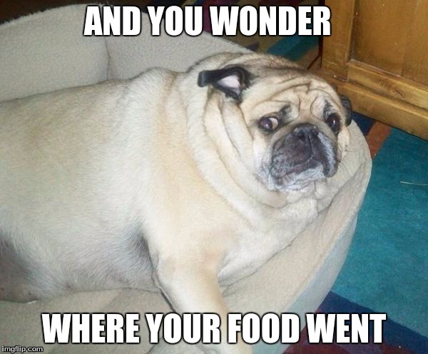 AND YOU WONDER; WHERE YOUR FOOD WENT | image tagged in dogs | made w/ Imgflip meme maker