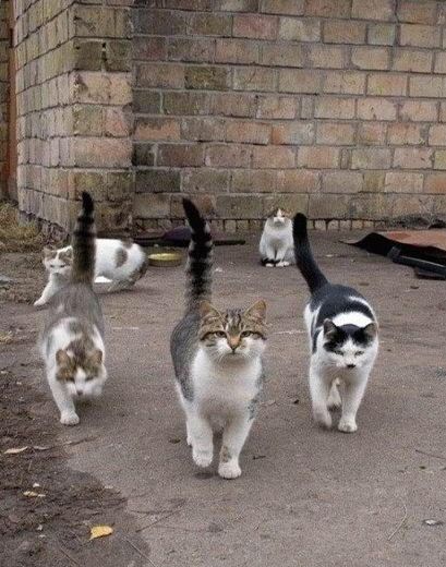 Alley Cats Blank Meme Template