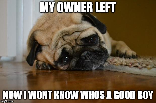 sad dog | MY OWNER LEFT; NOW I WONT KNOW WHOS A GOOD BOY | image tagged in sad dog | made w/ Imgflip meme maker