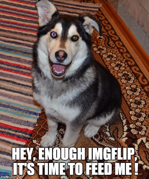Sasha Husky Dog | HEY, ENOUGH IMGFLIP, IT'S TIME TO FEED ME ! | image tagged in sasha husky dog,siberian happy eyes | made w/ Imgflip meme maker