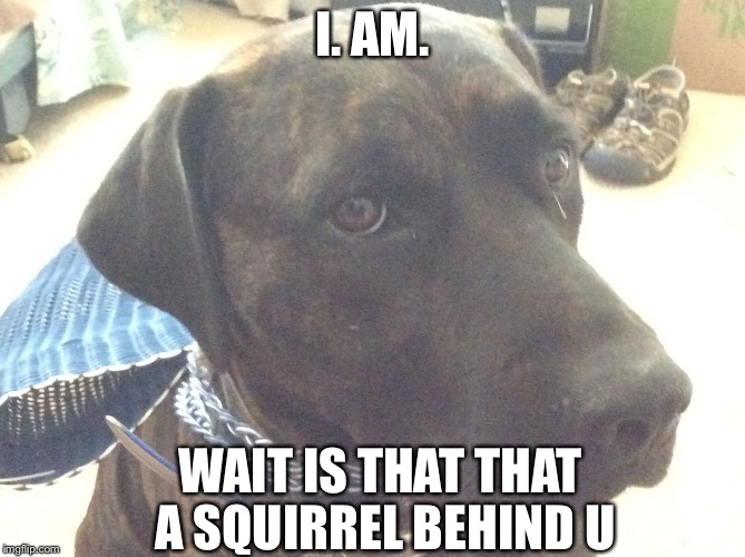 I. AM. WAIT IS THAT THAT A SQUIRREL BEHIND U | image tagged in super dog | made w/ Imgflip meme maker