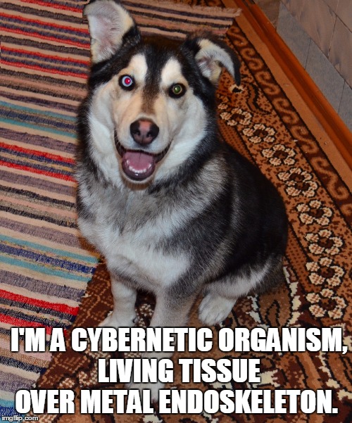 Sasha Husky Dog | I'M A CYBERNETIC ORGANISM, LIVING TISSUE OVER METAL ENDOSKELETON. | image tagged in sasha husky dog | made w/ Imgflip meme maker