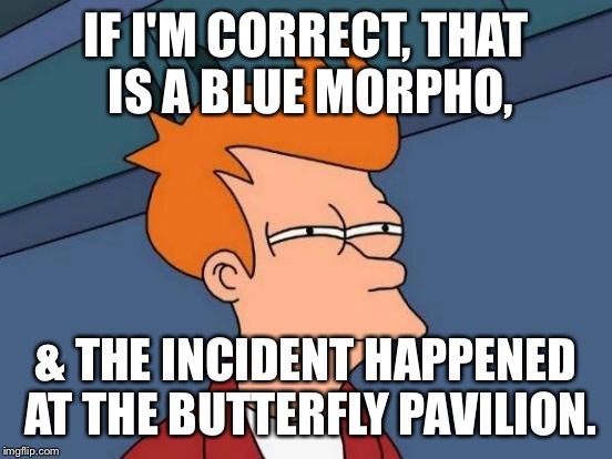 Futurama Fry Meme | IF I'M CORRECT, THAT IS A BLUE MORPHO, & THE INCIDENT HAPPENED AT THE BUTTERFLY PAVILION. | image tagged in memes,futurama fry | made w/ Imgflip meme maker