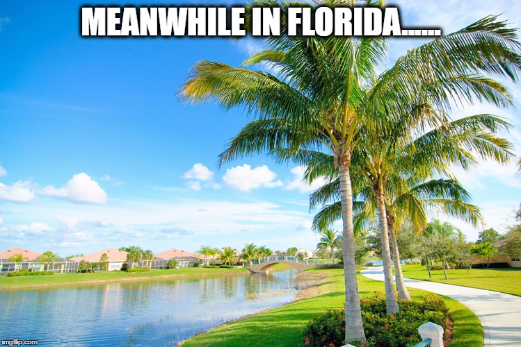 Meanwhile in Florida | MEANWHILE IN FLORIDA...... | image tagged in meanwhile in florida | made w/ Imgflip meme maker