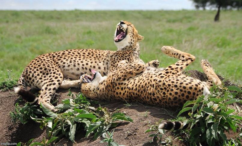 Cheetahs | . | image tagged in cheetahs | made w/ Imgflip meme maker