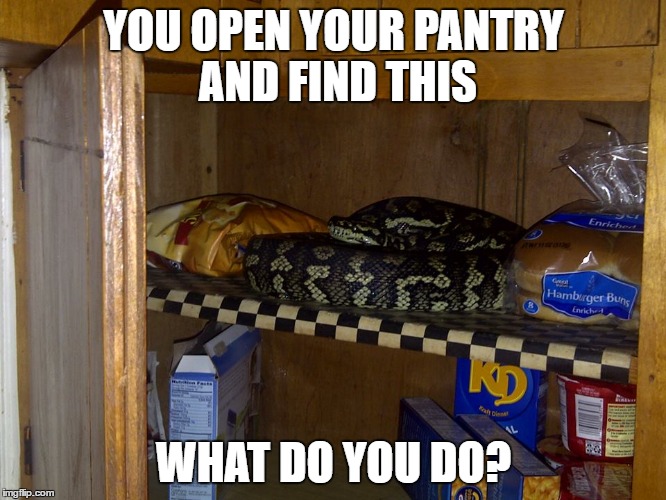 YOU OPEN YOUR PANTRY AND FIND THIS; WHAT DO YOU DO? | image tagged in snake | made w/ Imgflip meme maker