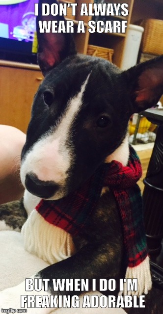 I don't always wear a scarf | I DON'T ALWAYS WEAR A SCARF; BUT WHEN I DO I'M FREAKING ADORABLE | image tagged in bull terrier puppy,scarf | made w/ Imgflip meme maker