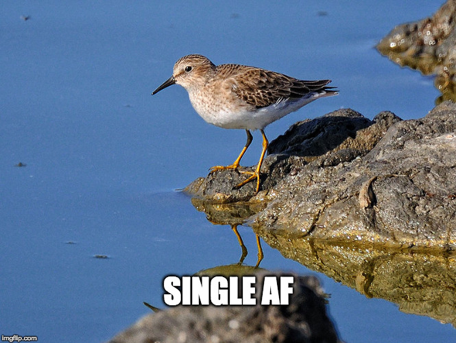 SINGLE AF | made w/ Imgflip meme maker