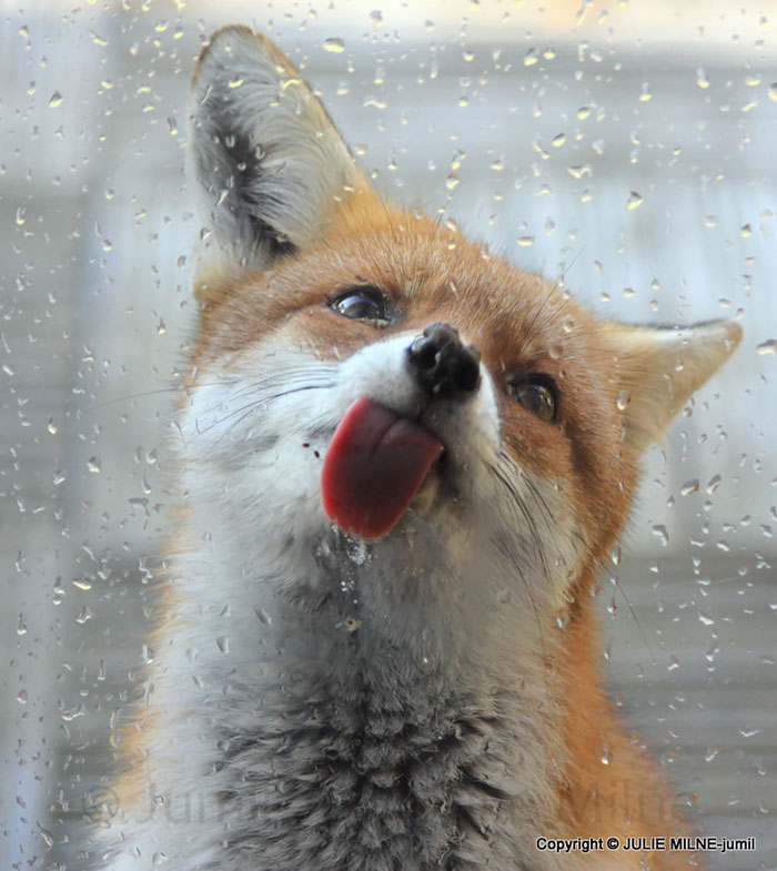 Fox licking glass Blank Meme Template