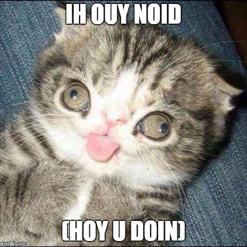 Derp Cat | IH OUY NOID; (HOY U DOIN) | image tagged in derp cat | made w/ Imgflip meme maker