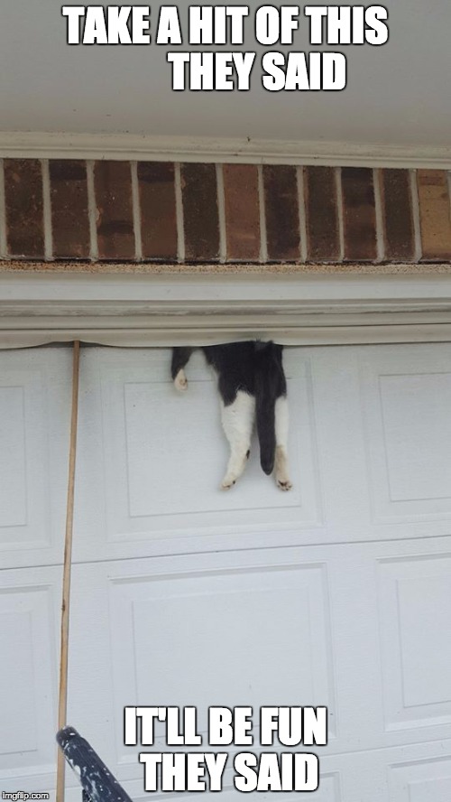 cat post bing | TAKE A HIT OF THIS        THEY SAID; IT'LL BE FUN THEY SAID | image tagged in cat in garage door,cat,you're drunk | made w/ Imgflip meme maker