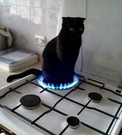 High Quality Hot Cat Blank Meme Template