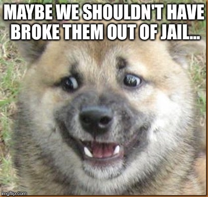 Confused Dog | MAYBE WE SHOULDN'T HAVE BROKE THEM OUT OF JAIL... | image tagged in confused dog | made w/ Imgflip meme maker