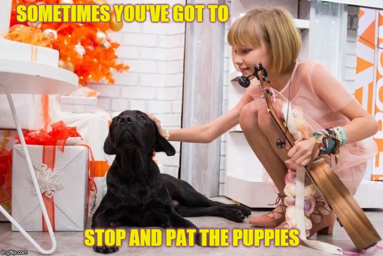 Pat the Puppies | SOMETIMES YOU'VE GOT TO; STOP AND PAT THE PUPPIES | image tagged in puppies | made w/ Imgflip meme maker
