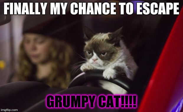 Grumpy Cat Driving | FINALLY MY CHANCE TO ESCAPE; GRUMPY CAT!!!! | image tagged in grumpy cat driving | made w/ Imgflip meme maker