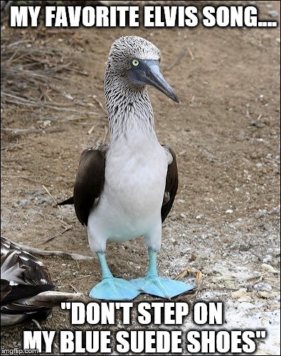 When Bobby the Booby was asked to name his favorite Elvis song.... | MY FAVORITE ELVIS SONG.... "DON'T STEP ON MY BLUE SUEDE SHOES" | image tagged in memes,birds,elvis,favorites,songs,funny | made w/ Imgflip meme maker