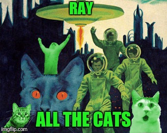 RAY ALL THE CATS | made w/ Imgflip meme maker