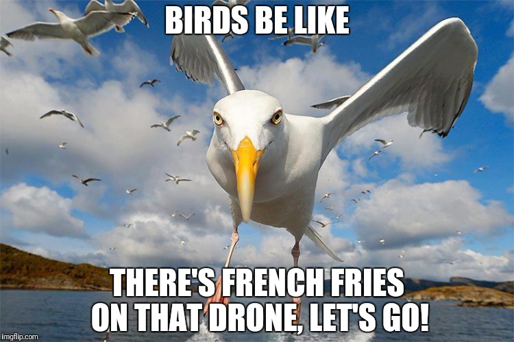 French Fry Birds chases Food Drone! | BIRDS BE LIKE; THERE'S FRENCH FRIES ON THAT DRONE, LET'S GO! | image tagged in french fries,birds,angry birds,funny food,don't touch my food,drones | made w/ Imgflip meme maker