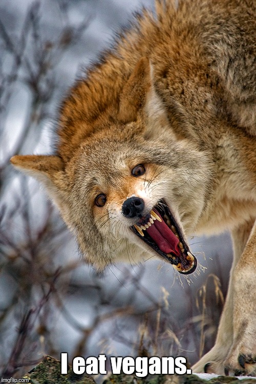 Coyote | I eat vegans. | image tagged in coyote | made w/ Imgflip meme maker