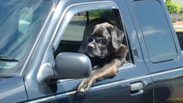 High Quality dog in truck Blank Meme Template