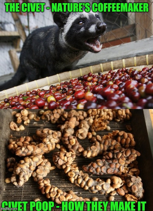 THE CIVET - NATURE'S COFFEEMAKER CIVET POOP - HOW THEY MAKE IT | made w/ Imgflip meme maker