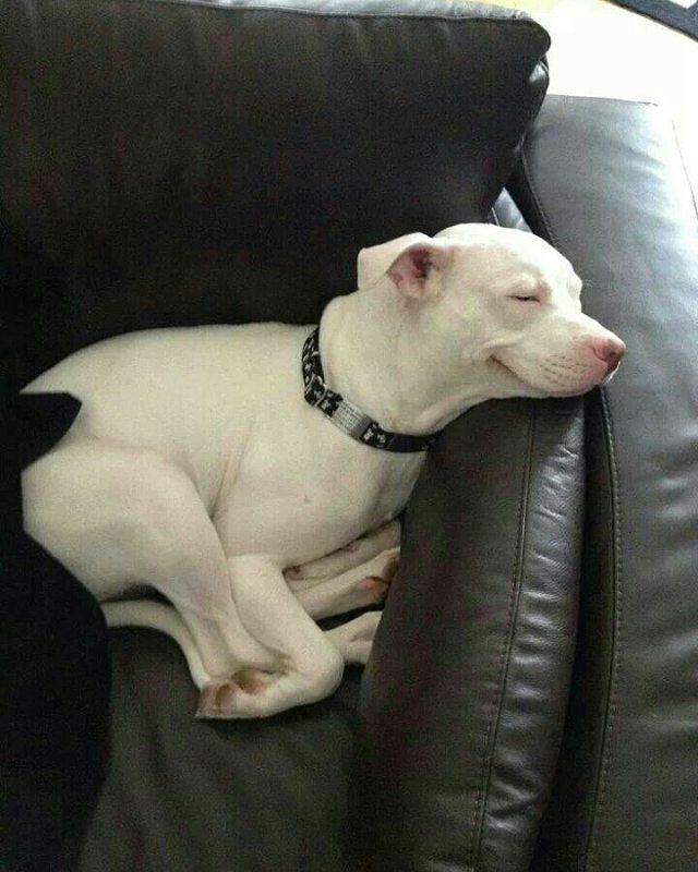 Sleeping Dog Blank Meme Template