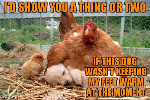 I'D SHOW YOU A THING OR TWO IF THIS DOG WASN'T KEEPING MY FEET WARM AT THE MOMENT | made w/ Imgflip meme maker
