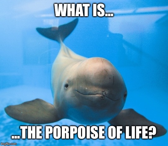 Ask the purpose of life porpoise - Imgflip