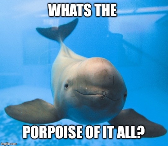 Purpose Porpoise | WHATS THE; PORPOISE OF IT ALL? | image tagged in purpose,porpoise | made w/ Imgflip meme maker