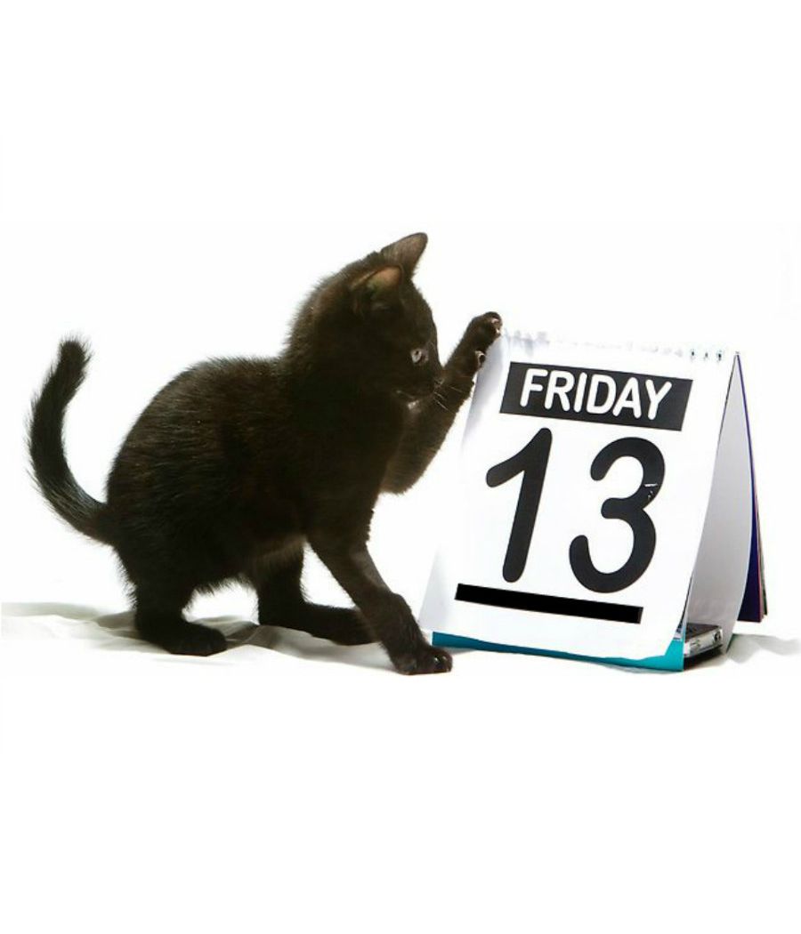 Friday 13th Kitten Blank Meme Template