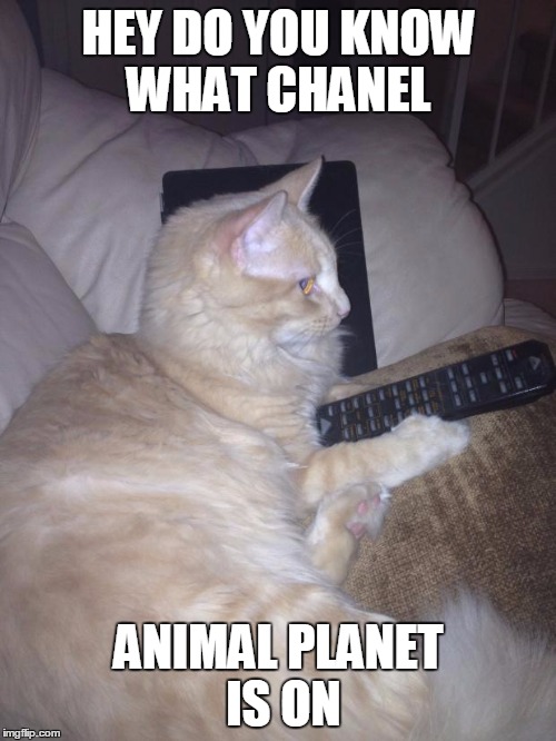 Funny cat | HEY DO YOU KNOW WHAT CHANEL; ANIMAL PLANET IS ON | image tagged in funny cat | made w/ Imgflip meme maker